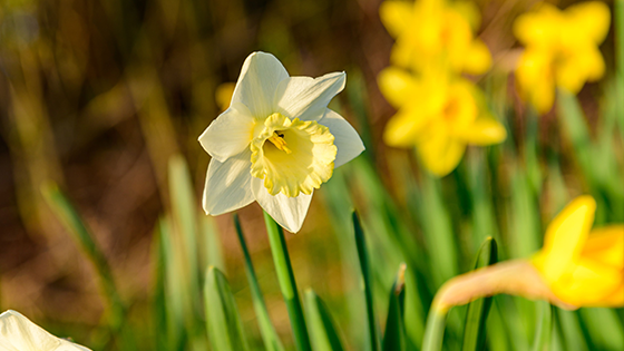 Narcisje