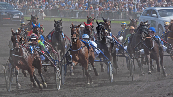 Paarden in een drafwedstrijd