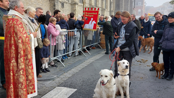 Honden worden gezegend aan de kerk van Waregem