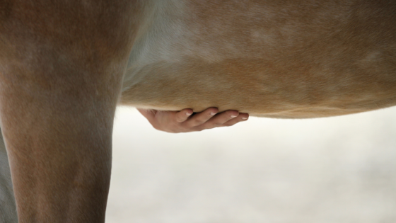 Hand op buik van paard